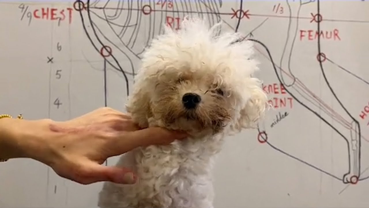 Little Poodle Puppy Grooming Puppy Grooming Dog Grooming YouTube