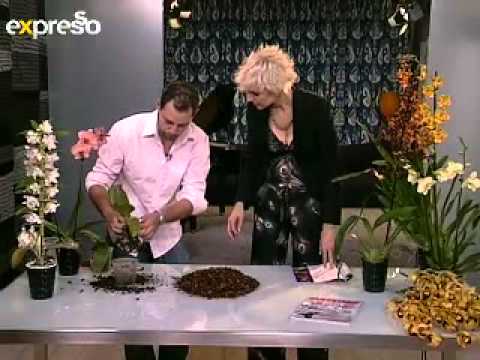 How to Take Care of Your Orchids (20/07/2011) 