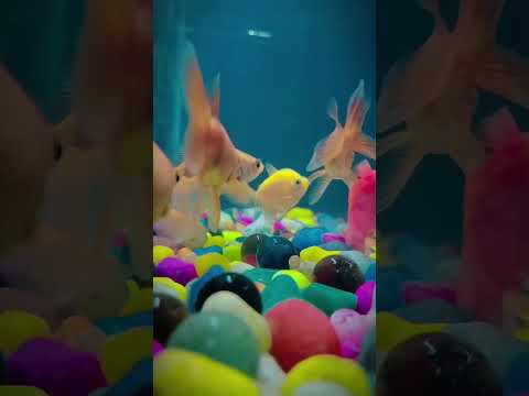 #fishing