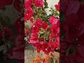 "grow Bougainvillea plant cutting"✂️💯😍 || summer season #gardening #shorts