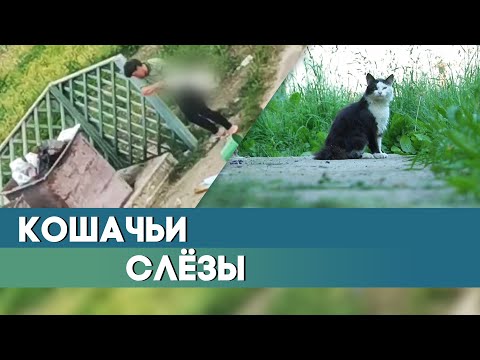 Женщина убила кота. Журналистское расследование о жестоком обращении с животными.