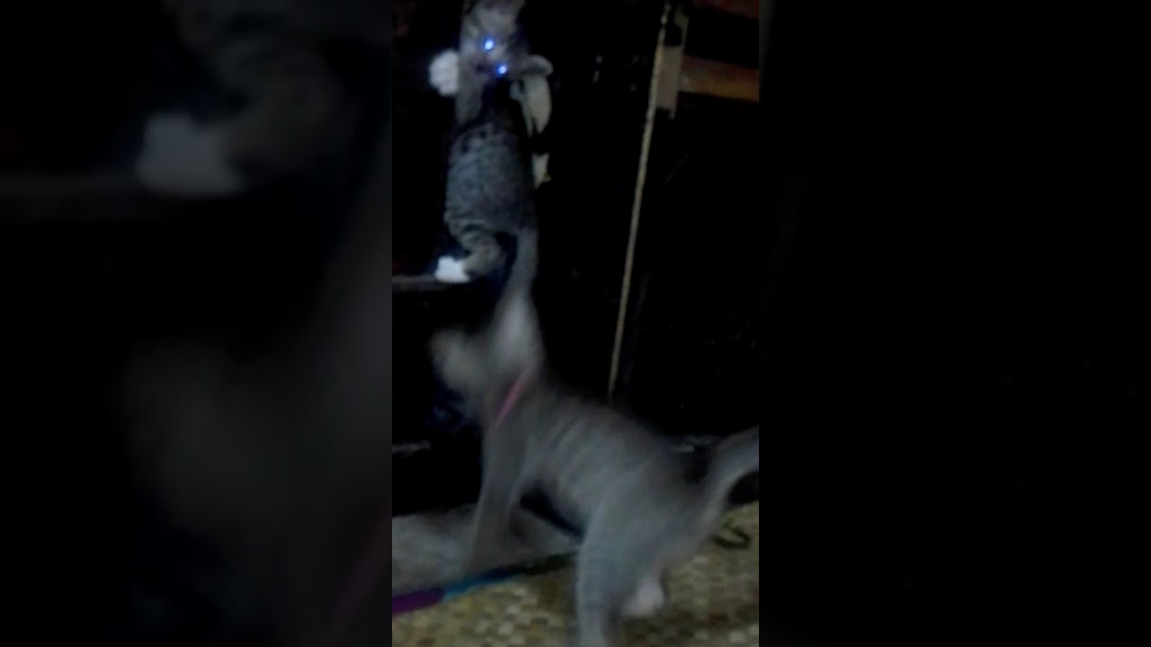 Kucing 