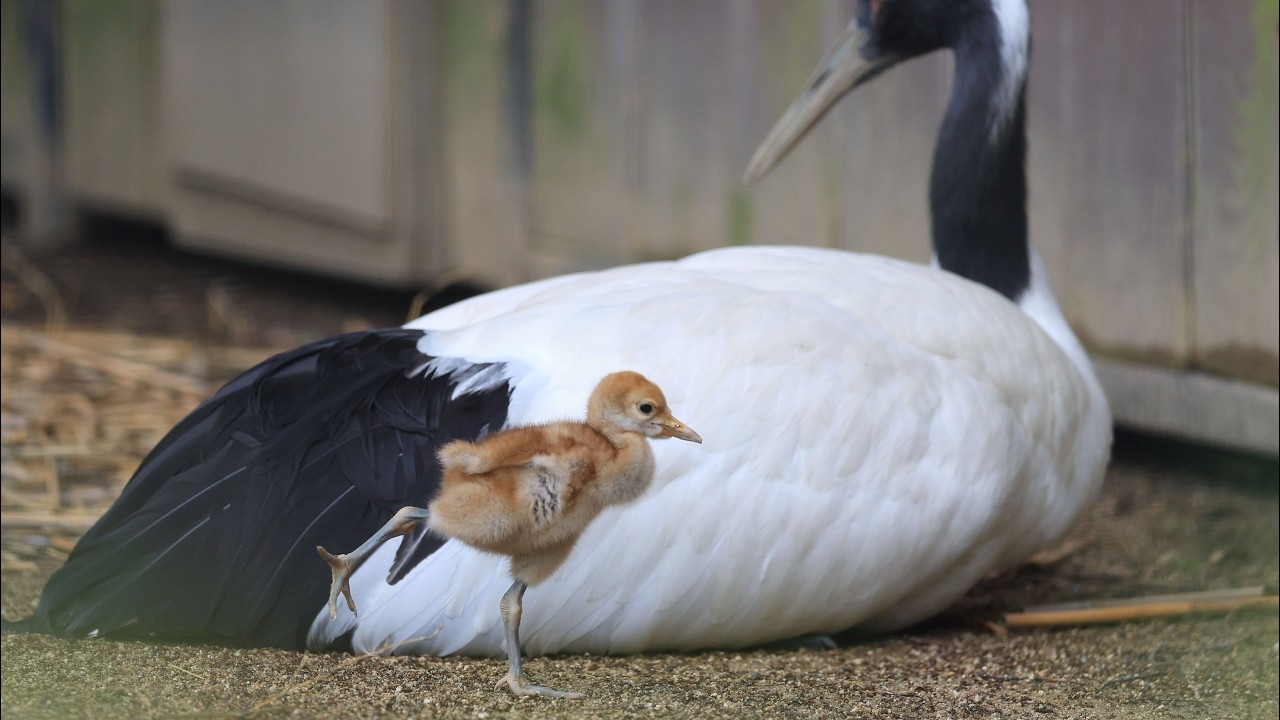 タンチョウのひな、王子動物園で30年ぶり誕生 薄茶色の産毛ふわふわ