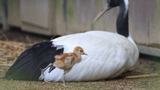 タンチョウのひな、王子動物園で30年ぶり誕生 薄茶色の産毛ふわふわ