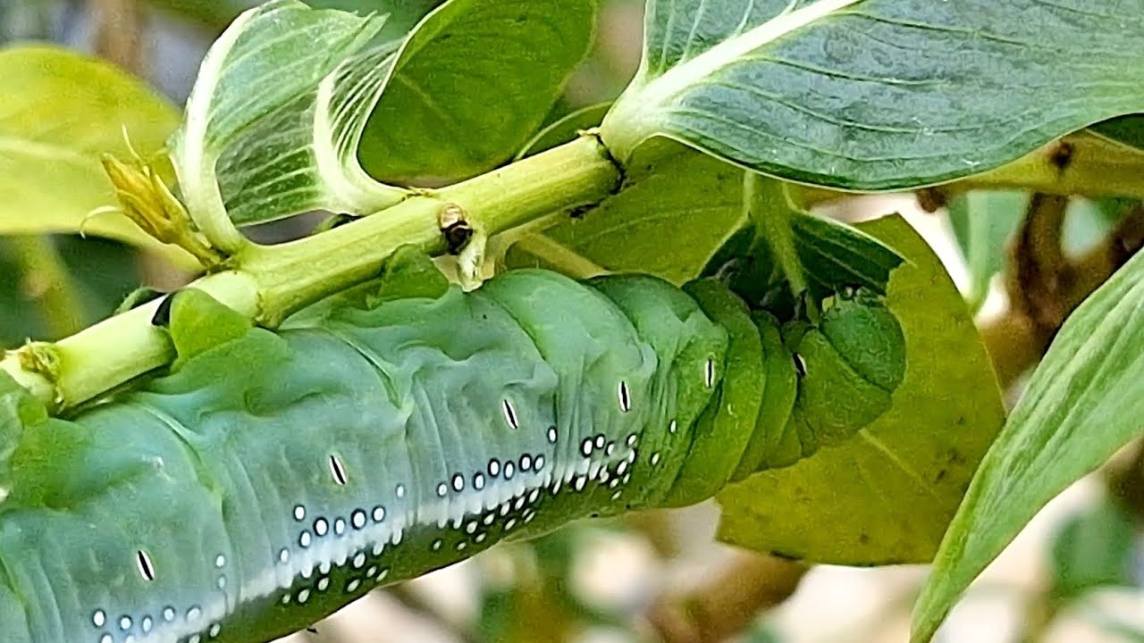 Caterpillar green worm eating leafs close up video YouTube