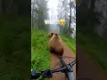 When A Bicycle Crash Turns A Bear Into A Dancer Bear Vs Bike Instant Dance Mode Yasirjester