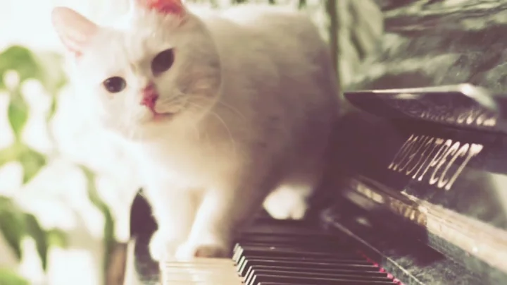 Video 3863871: cat funnycats animals, cats compilation cute funny, animals baby cat funnycats