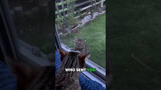 Cat Drug Deal  #funny #klrproductions #animalvoiceover