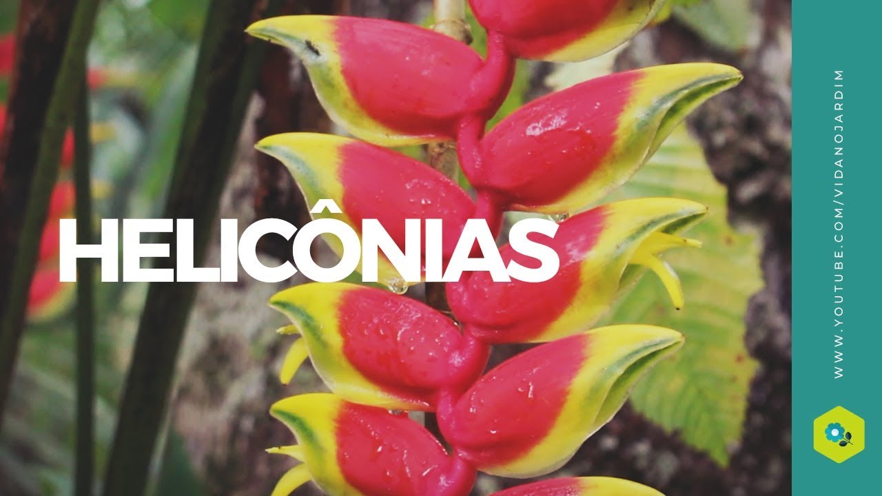 Helicônias, características e curiosidades