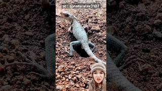 Download Lagu ngapain tuh⁉️@naturalav3107 MP3