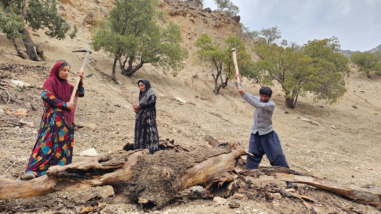 Firewood collection by nomadic women 🌲👩‍🌾💪