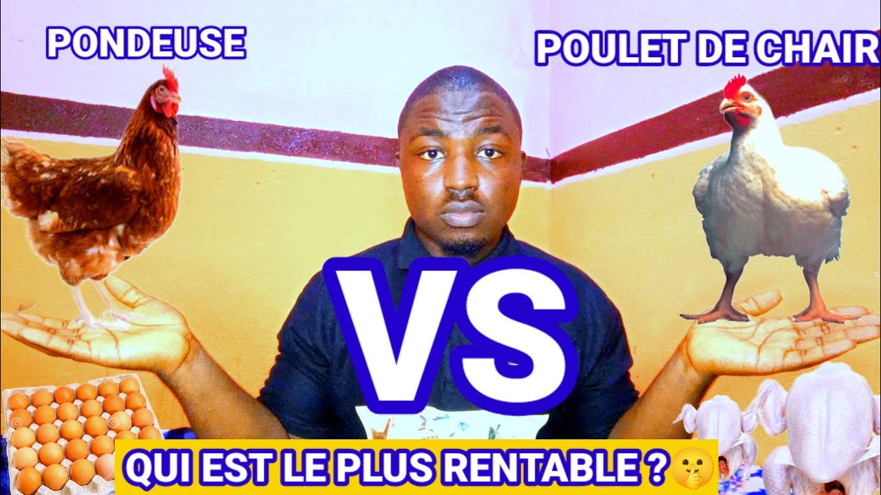 POULETS DE CHAIR VS POULE PONDEUSE ( QUEL ÉLEVAGE EST LE PLUS RENTABLE ?)