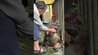 Her Eyes Can Speak. #Monkey #Animal #Cute #Funny #Fyp