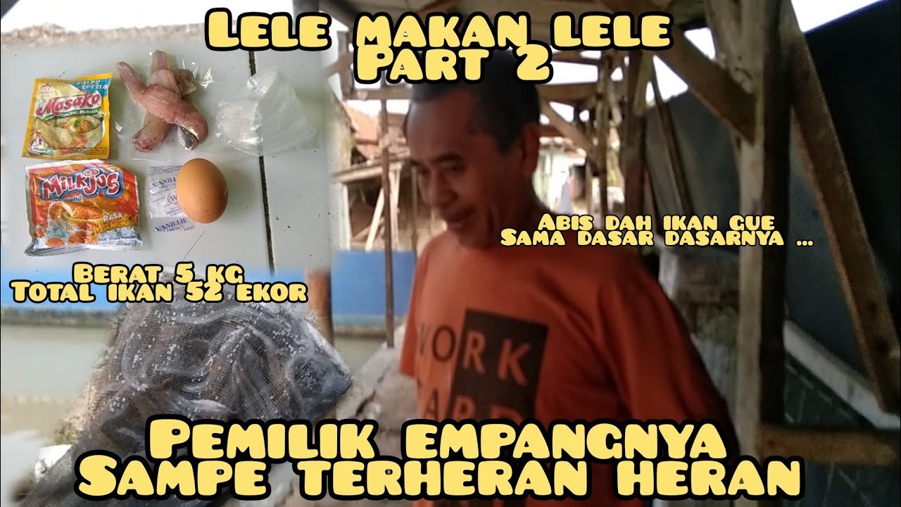 LEBIH GACOR DARI BELUTT !!! || modal lele 2 ekor balik modal puluhan ekor !!!