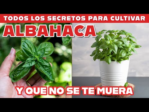 Video: 3 formas de calentar pollo frito