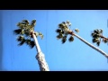 3 Northern California Palm Trees in the Wind