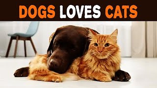 10 of Best Dogs for Families With Cats - Dogs and Cats best friends! by Wezoo Family 507 views 1 year ago 9 minutes, 17 seconds