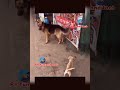 Isse panga mat le🤣🤣. #funny #shortvideos #trending #comedy #memes #viral #funnymemes #viralvideos