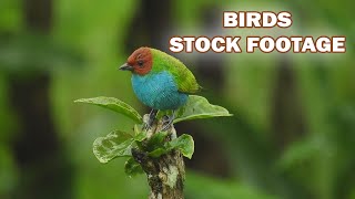 Beautiful Birds Stock Footage Royalty-Free, No Copyright, Free Download #royaltyfree #birds