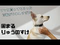 犬の首輪が「500円でも最高すぎて！」笑顔が止まらない理由はこれです【りゅうのすけ】