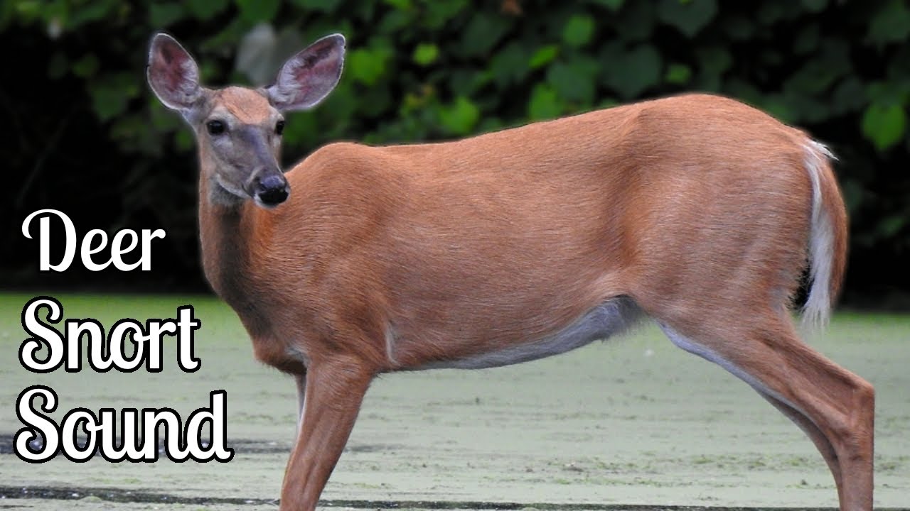 Deer Snort Alerting Others Of My Presence Short Video YouTube deer-snort-alerting-others-of-my-presence-short-video-youtube
