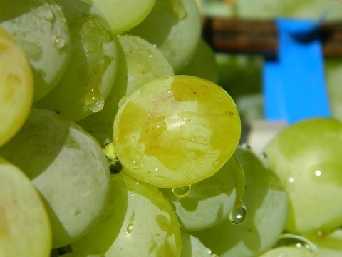 Виноград Антоний Великий (Grapes Antoniy Velikiy (Anthony the Great)) 2015