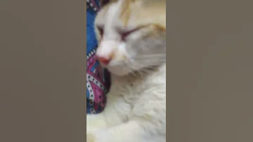 Bubi Cute 