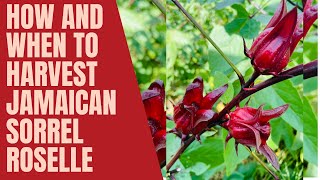 HOW AND WHEN TO HARVEST YOUR JAMAICAN SORREL ROSELLE |Rosella |