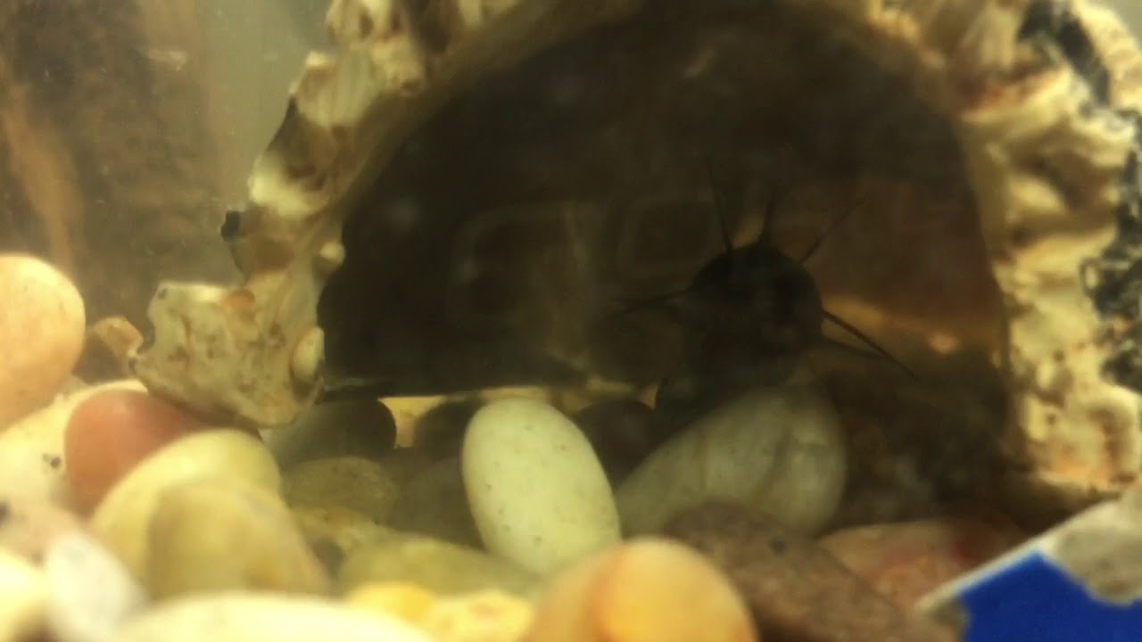 herping gear 5 gallon Catfish nano tank