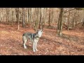 Timber Wolf Howl