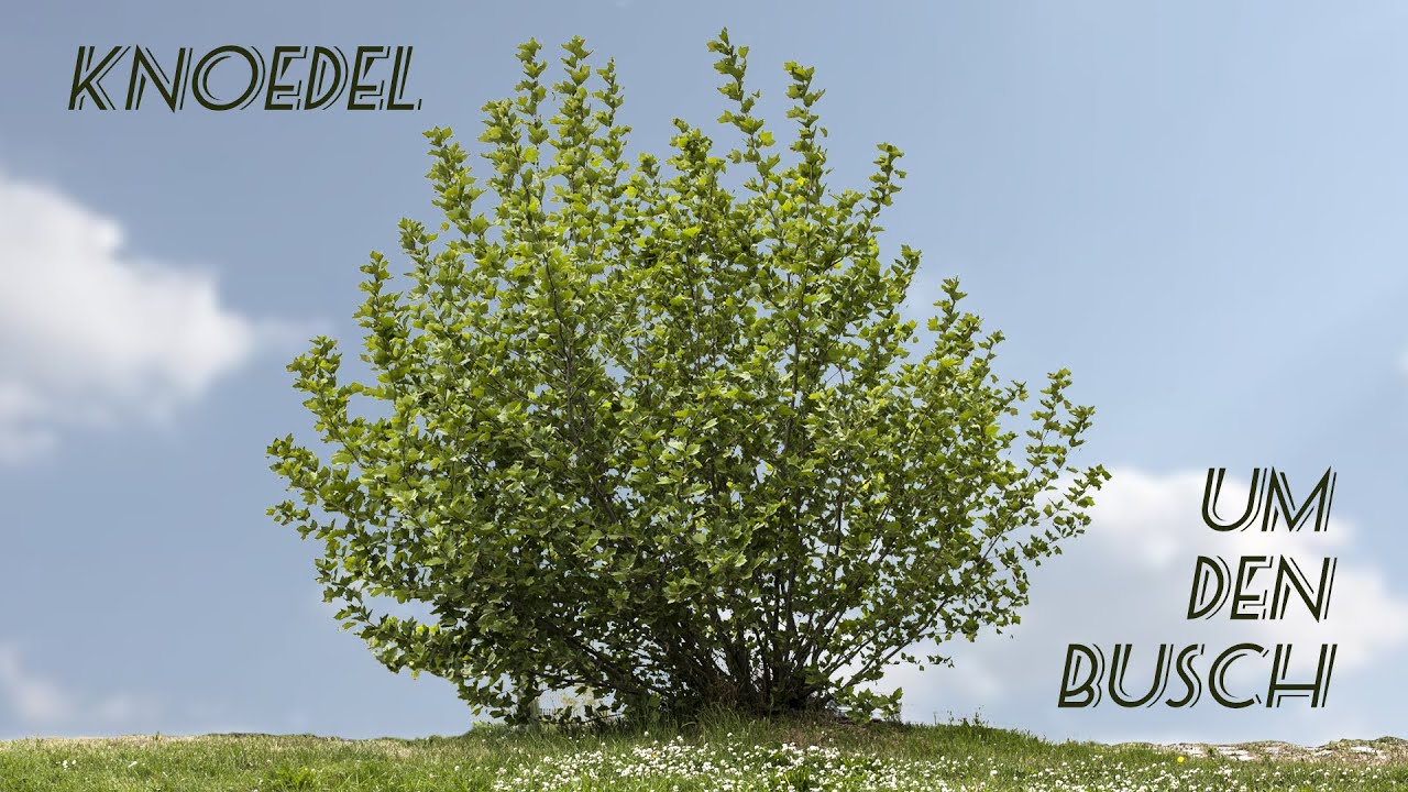 KNOEDEL - Um Den Busch