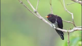 Violet Cuckoo's call
