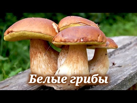 Видео: Где и когда собирать белые грибы, а также рецепт вкуснейшего блюда с белыми грибами