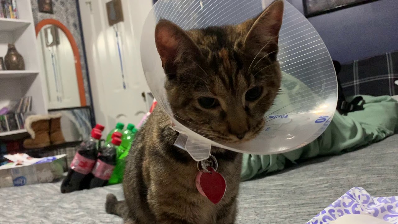 Miniature Zoo Ep2 'Day to Day Life' - haleylynn1615