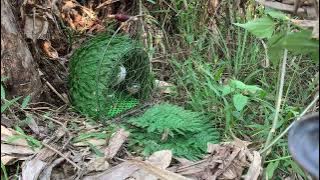 Bẫy chim quốc mới nhất 2025 mái mồi solo bắt bổi cực kì lẹ