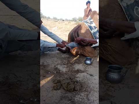 البالون عالق خلف الجمل يحاول الخدم جاهدين إخراجه لكنه لا يخرج