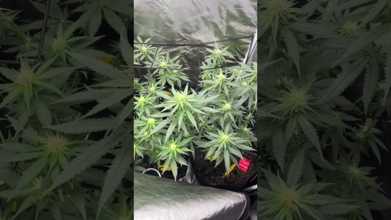 Brothers Grimm seeds ; Ricky Hash Plant &  Cindy99 x Riddle Og