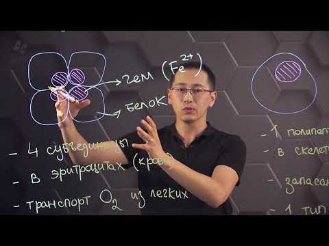 Строение и функции гемоглобина и миоглобина человека. 10 класс.