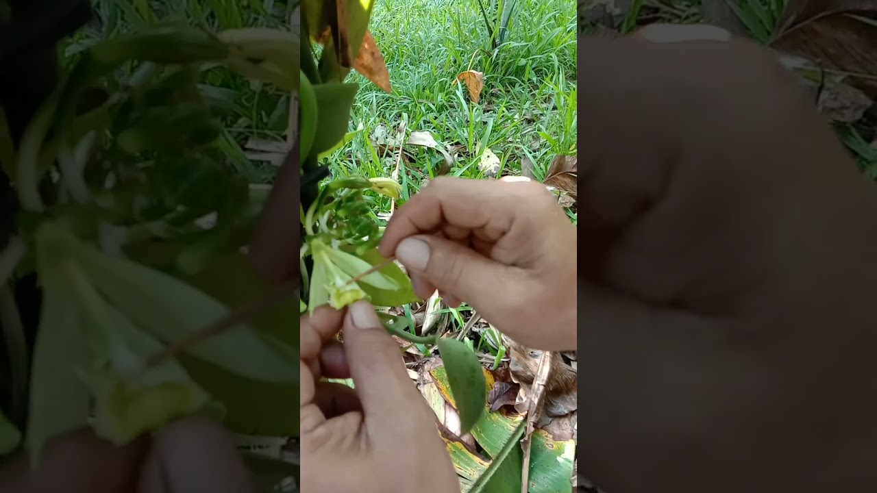 hand pollinate of vanilla