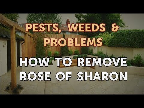 Video: No Blooms On A Rose Of Sharon: Làm gì khi Rose Of Sharon không ra hoa