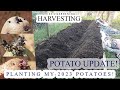 Planting my 2023 Potatoes! 🥔
