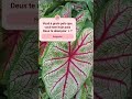 ✨️Coração de Jesus✨️# plantas                                      #gratidão #amor #leidaatração