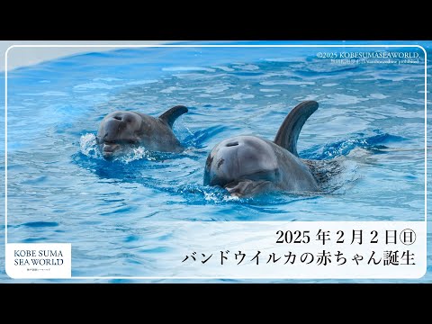 イルカ様 ドルフィンスタディアム｜イルカパフォーマンス