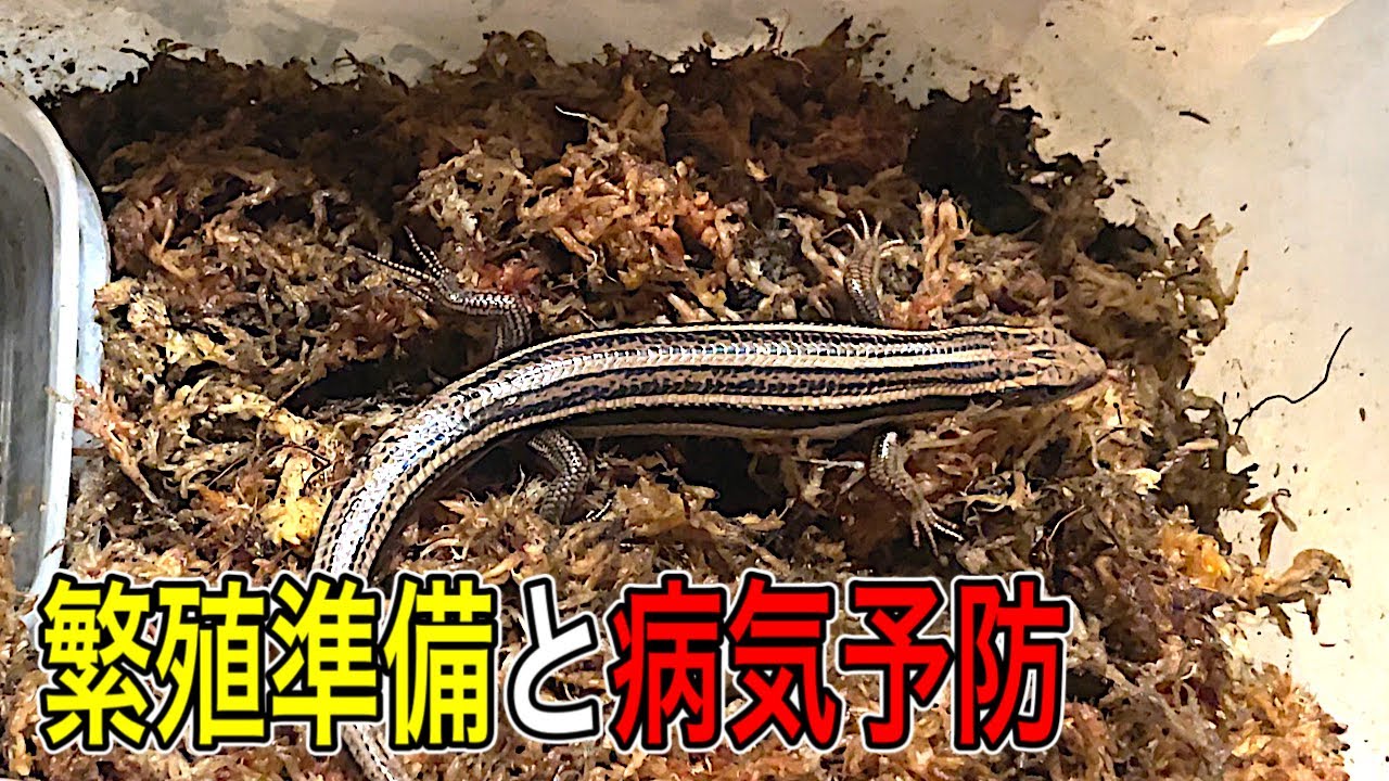 Japanese skink breeding preparation and disease prevention - YouTube