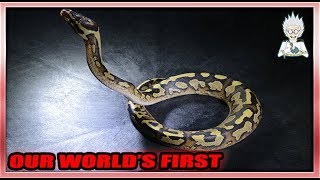 Celebrity WORLD'S FIRST: INTRODUCING THE WILDFIRE (2018 HOLDBACKS PART 2) Net Worth