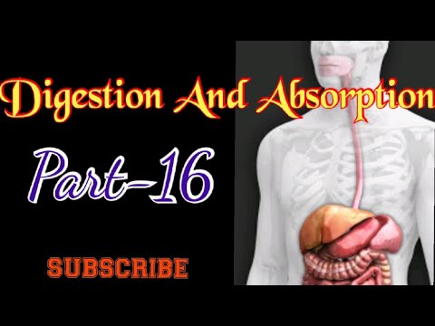 Digestion and Absorption #Part -16# - YouTube