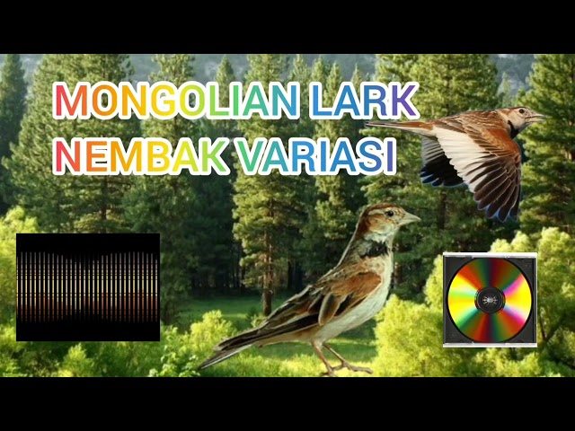 MONGOLIAN LARK SUARA VARIASI NEMBAK GACOR MASTERAN MP3 AUDIO class=