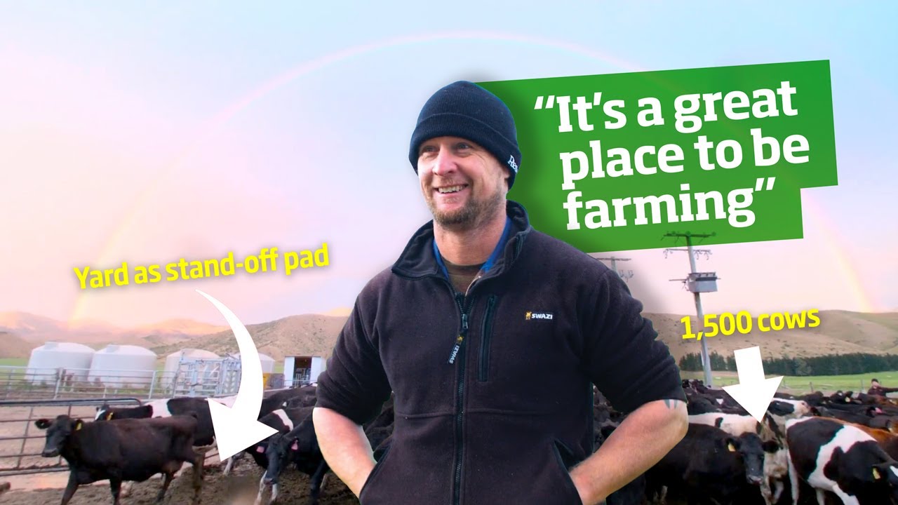 Rubber mats dairy yard - 1500 cows - Yard as stand off pad reduce lameness