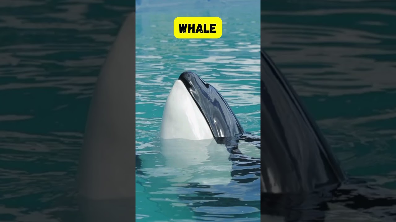 Land and Sea Animals Short for Kids | Fun & Easy Phonics for Children | 