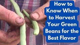 How to Know When to Harvest Your Green Beans for the Best Flavor How To Pick Green Beans Tips For Harvest Time